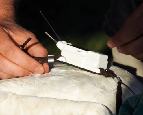 Ein Storch wird besendert