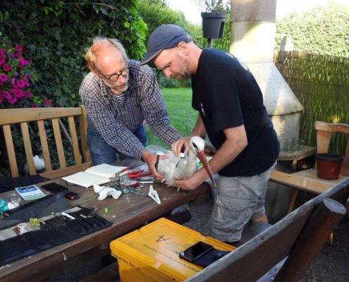 Ein Storch wird besendert