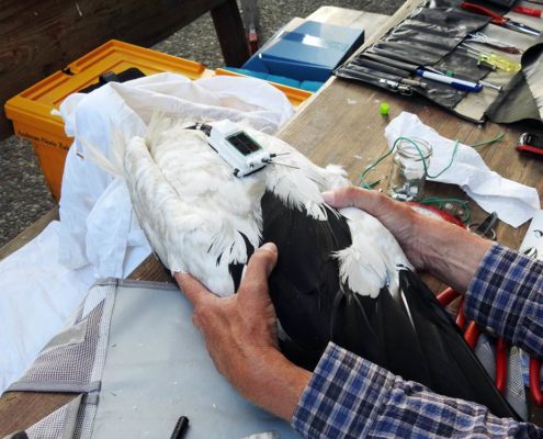 Ein Storch wird besendert