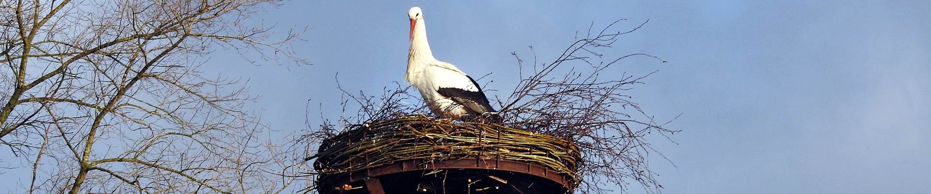 Storchennest auf dem Hof in Gribbohm