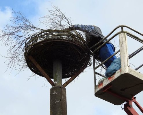 Aufbau eines Storchennestes