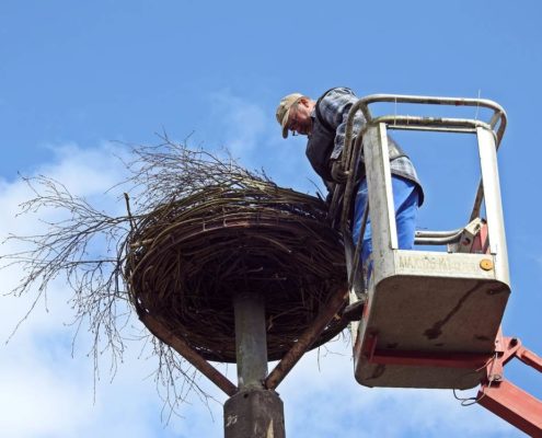 Aufbau eines Storchennestes