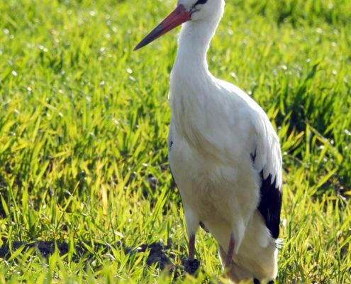 Weißstorch