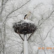 Storch im Schnee