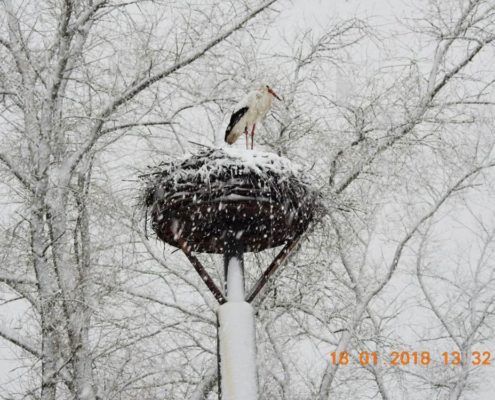 Storch im Schnee
