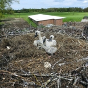 5 in einem Nest