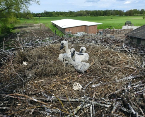 5 in einem Nest