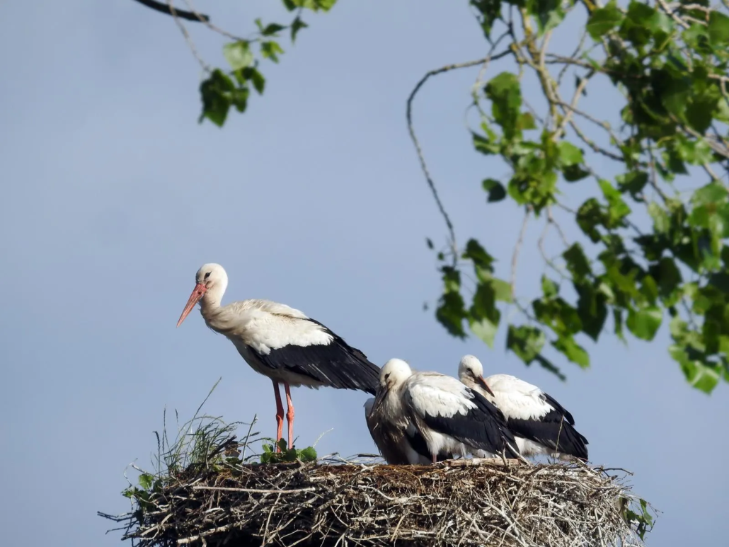 Storchenkinder im Nest Juli 2023