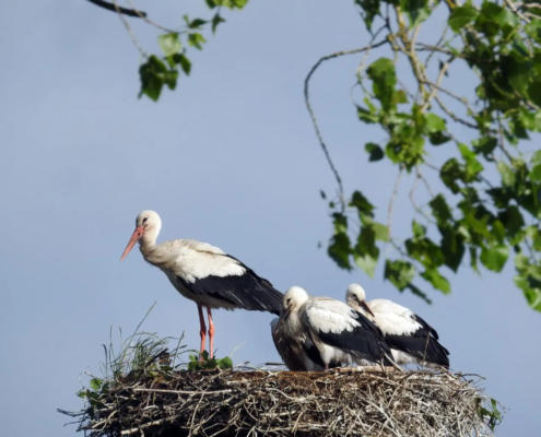 Storchenkinder im Nest Juli 2023